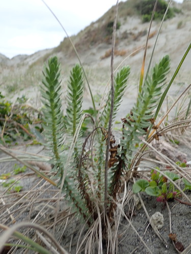 Euphorbia paralias (Sea Spurge)