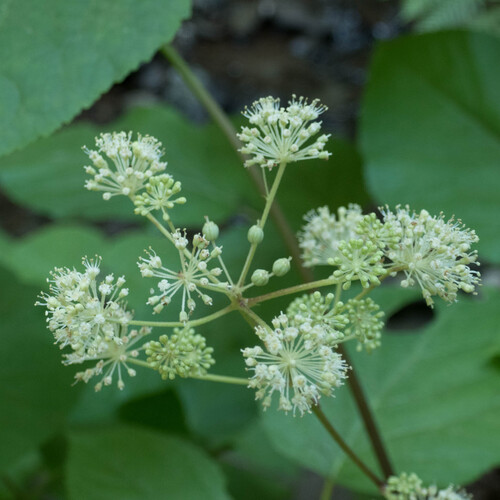 Aralia californica (California Spikenard) (alternate view 8)