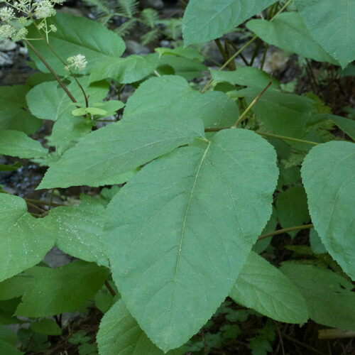Aralia californica (California Spikenard) (alternate view 9)