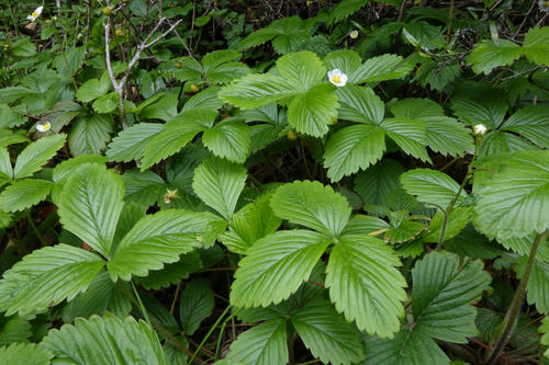 Fragaria vesca (Woodland Strawberry) (alternate view 7)