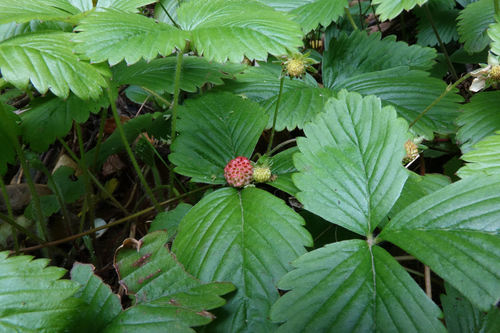 Fragaria vesca (Woodland Strawberry) (alternate view 8)