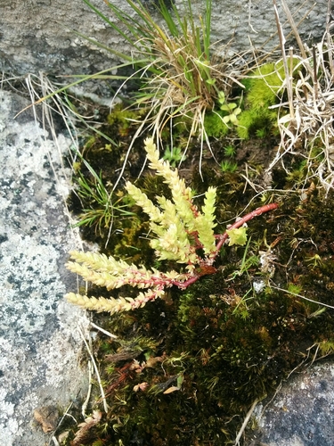Crassula sieberiana (Australian Stonecrop)