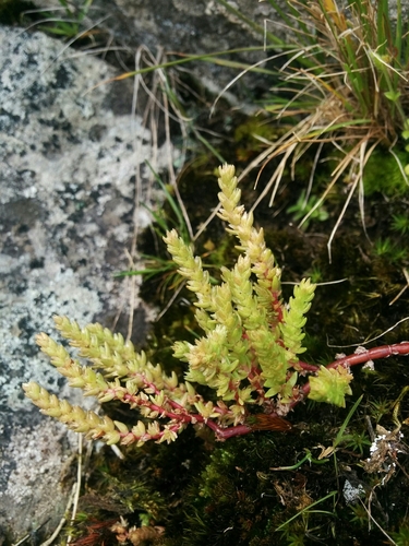Crassula sieberiana (Australian Stonecrop) (alternate view 2)