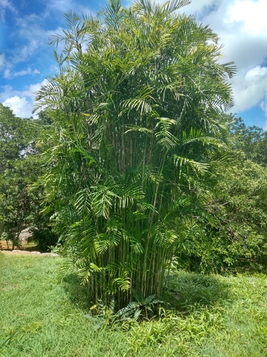 Chamaedorea seifrizii (Bamboo Palm)