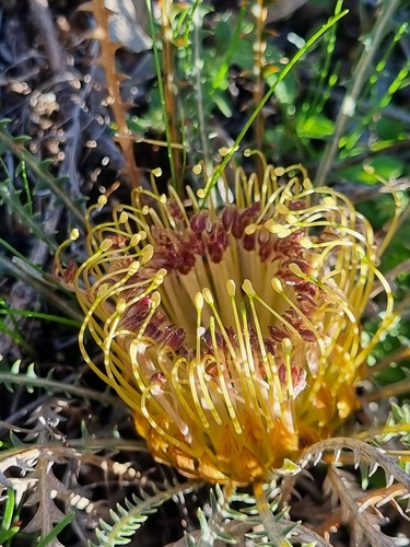 Banksia dallanneyi (couch honeypot) (alternate view 2)