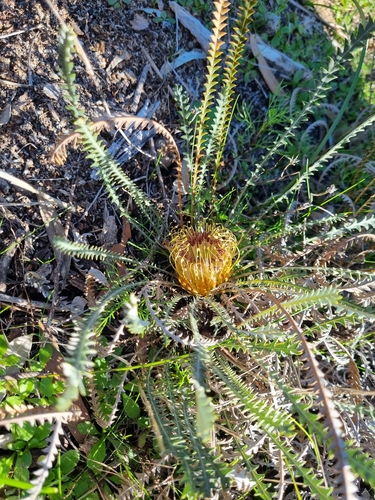 Banksia dallanneyi (couch honeypot) (alternate view 3)