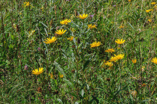 Buphthalmum salicifolium (Willowleaf Ox-eye) (alternate view 2)