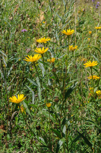 Buphthalmum salicifolium (Willowleaf Ox-eye) (alternate view 3)