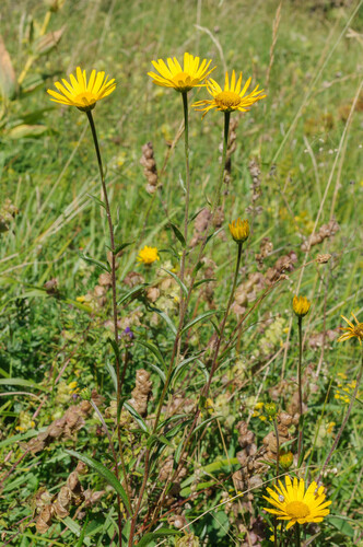 Buphthalmum salicifolium (Willowleaf Ox-eye) (alternate view 4)