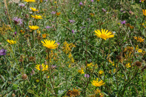 Buphthalmum salicifolium (Willowleaf Ox-eye) (alternate view 5)