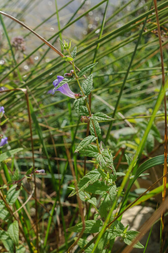 Scutellaria galericulata (Marsh Skullcap)