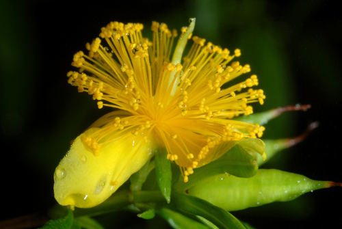 Hypericum prolificum (shrubby St. John's-wort) (alternate view 7)
