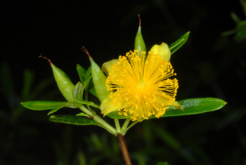 Hypericum prolificum (shrubby St. John's-wort) (alternate view 8)