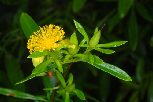 Hypericum prolificum (shrubby St. John's-wort) (alternate view 9)