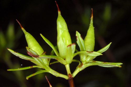 Hypericum prolificum (shrubby St. John's-wort) (alternate view 10)