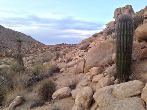 Carnegiea gigantea (saguaro)