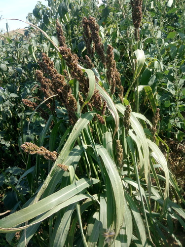 Echinochloa (Barnyard Grasses) (alternate view 3)
