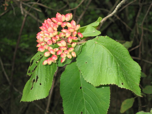 Viburnum lantana (Wayfaring-tree)