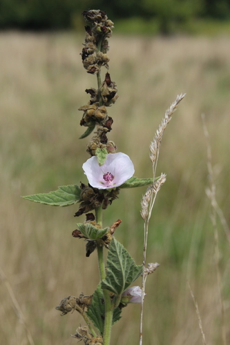Althaea officinalis (marsh mallow) (alternate view 5)