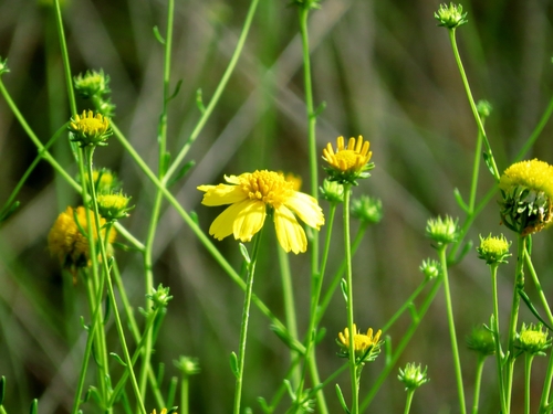 Balduina angustifolia (coastal plain honeycombhead) (alternate view 4)