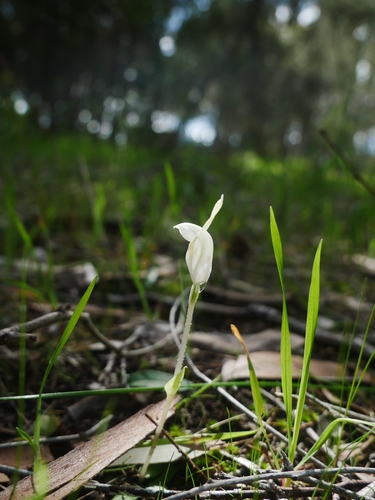 Pterostylis nana (dwarf greenhood) (alternate view 5)