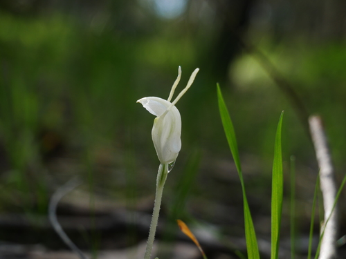Pterostylis nana (dwarf greenhood) (alternate view 6)