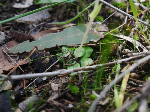 Pterostylis nana (dwarf greenhood) (alternate view 7)