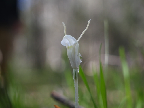 Pterostylis nana (dwarf greenhood) (alternate view 8)