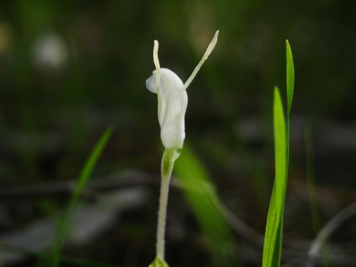 Pterostylis nana (dwarf greenhood) (alternate view 9)