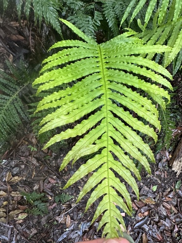 Oceaniopteris cartilaginea (hammock fern) (alternate view 5)