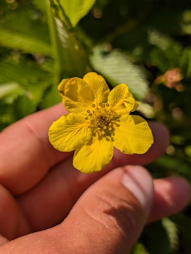 Argentina pacifica (Pacific silverweed)