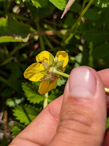 Argentina pacifica (Pacific silverweed) (alternate view 2)