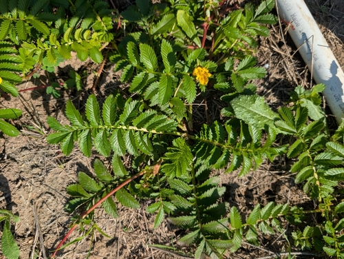 Argentina pacifica (Pacific silverweed) (alternate view 5)