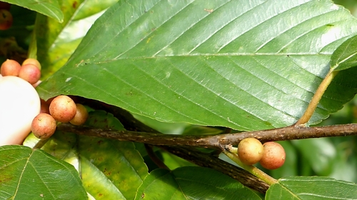 Frangula caroliniana (Carolina buckthorn) (alternate view 5)