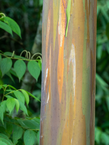 Eucalyptus deglupta (Rainbow Eucalyptus Tree) (alternate view 7)