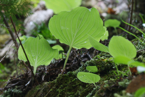 Hosta (hostas)