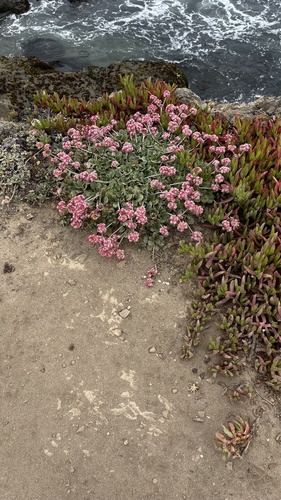 Eriogonum latifolium (Seaside Buckwheat) (alternate view 9)