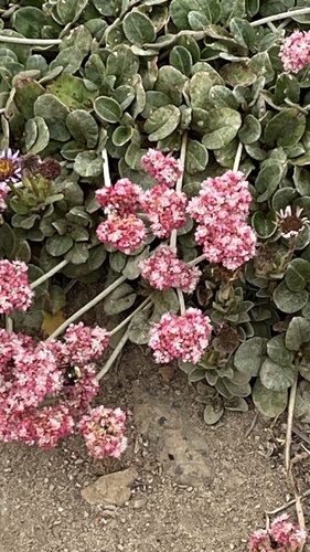 Eriogonum latifolium (Seaside Buckwheat) (alternate view 10)