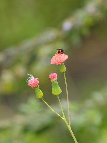 Emilia fosbergii (Red Tasselflower)