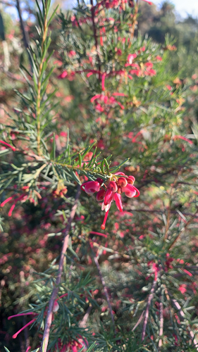 Grevillea rosmarinifolia (rosemary grevillea)