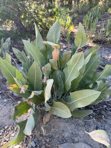 Wyethia mollis (woolly mule's ears) (alternate view 5)