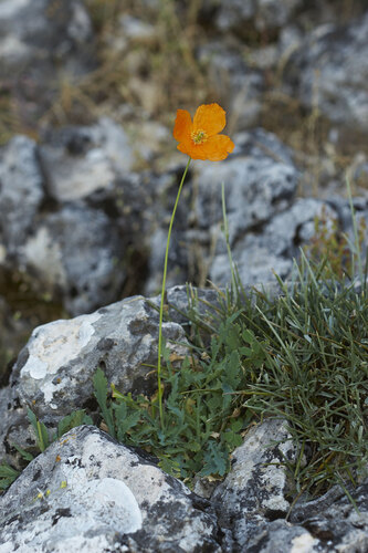 Papaver rupifragum (alternate view 2)
