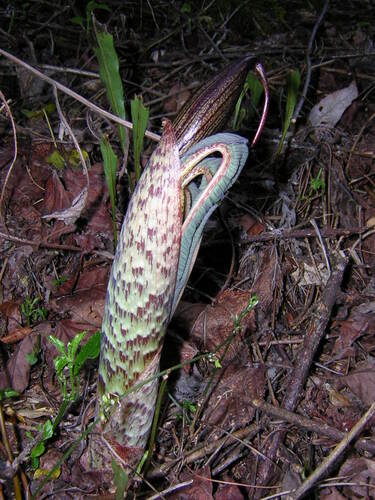 Arisaema taiwanense (Formosa Cobra Lily) (alternate view 2)