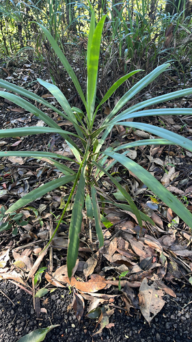 Cordyline stricta (Slender Palm Lily) (alternate view 8)