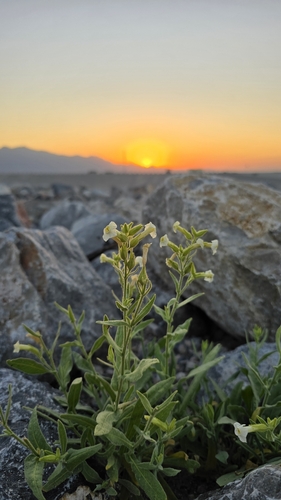 Nicotiana obtusifolia (desert tobacco) (alternate view 6)