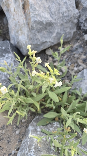 Nicotiana obtusifolia (desert tobacco) (alternate view 7)