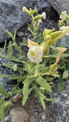 Nicotiana obtusifolia (desert tobacco) (alternate view 8)