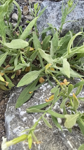 Nicotiana obtusifolia (desert tobacco) (alternate view 9)