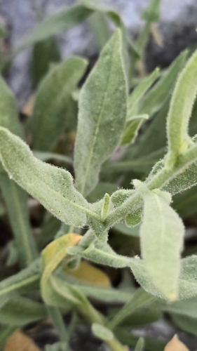Nicotiana obtusifolia (desert tobacco) (alternate view 10)