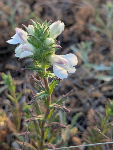 Bellardia trixago (Mediterranean lineseed) (alternate view 6)